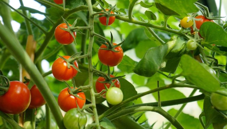 Les plants de tomates aiment-ils le marc de café ? Les experts ont leur mot à dire Les plants de tomates aiment-ils le marc de café ? Les experts ont leur mot à dire