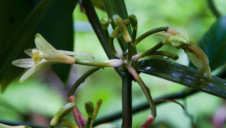 « Une plante d'intérieur fascinante et gratifiante », disent les experts en jardinage : voici comment faire pousser une orchidée gousse de vanille à l'intérieur