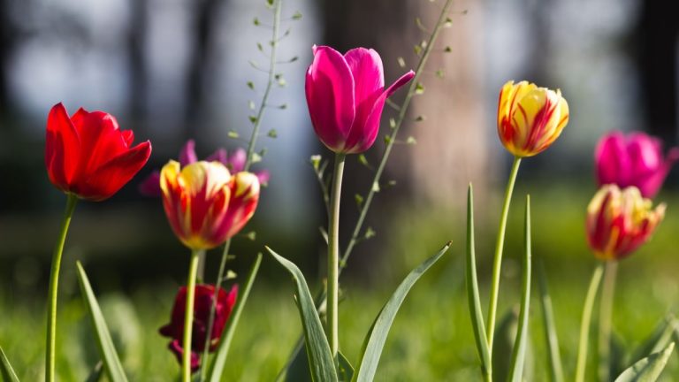 Comment et quand couper les tulipes – conseils d’experts pour une meilleure floraison l’année prochaine Comment et quand couper les tulipes – conseils d’experts pour une meilleure floraison l’année prochaine