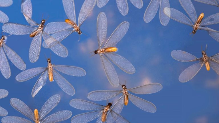 Comment se débarrasser des termites volants – 5 conseils pour éviter que ces parasites n’endommagent votre propriété Comment se débarrasser des termites volants – 5 conseils pour éviter que ces parasites n’endommagent votre propriété