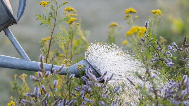 Travail du week-end : Comment fabriquer votre propre engrais pour plantes en utilisant ces deux mauvaises herbes courantes Travail du week-end : Comment fabriquer votre propre engrais pour plantes en utilisant ces deux mauvaises herbes courantes