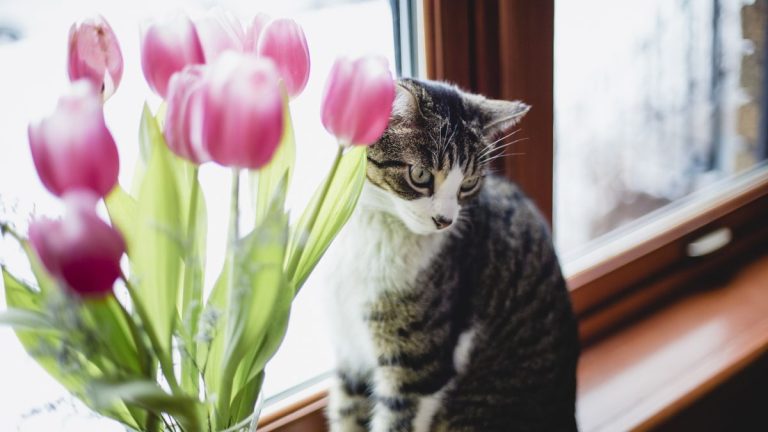 Les tulipes sont-elles toxiques pour les chats ? Les experts préviennent de garder ces favoris du printemps loin des félins Les tulipes sont-elles toxiques pour les chats ? Les experts préviennent de garder ces favoris du printemps loin des félins