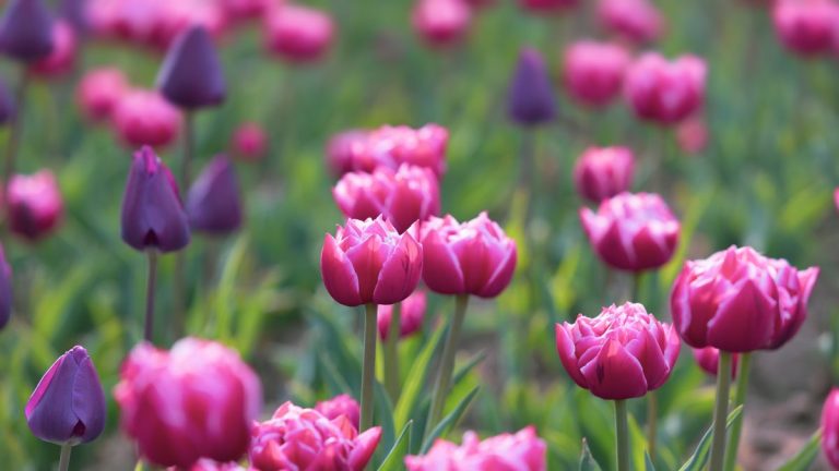 Quand et comment fertiliser les tulipes – les professionnels révèlent les meilleures méthodes pour favoriser la floraison future