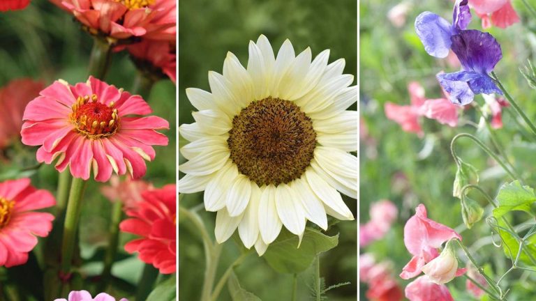 Meilleures fleurs à croissance rapide à cultiver à partir de graines – 5 jolis choix