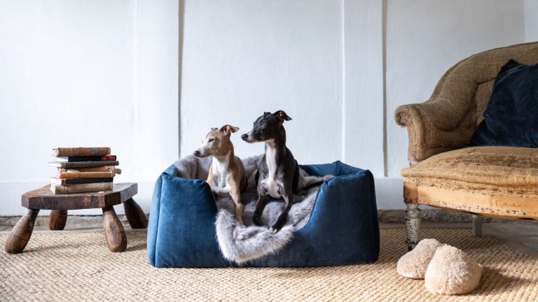 Comment laver les lits pour chiens – 6 étapes qui vont au-delà du rouleau à peluches Comment laver les lits pour chiens – 6 étapes qui vont au-delà du rouleau à peluches
