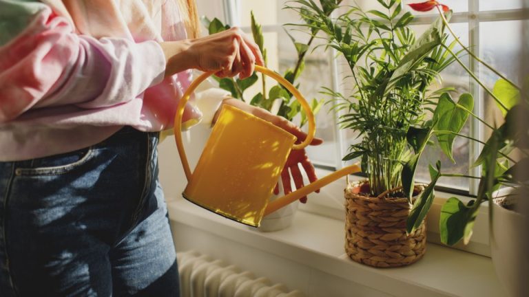 Les experts en plantes préviennent de ne jamais laisser sécher ces plantes d’intérieur – 7 plantes d’intérieur qui ont besoin de beaucoup d’eau