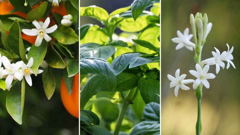 Des plantes pour donner une odeur agréable à votre serre – 5 options aromatiques à cultiver sous serre