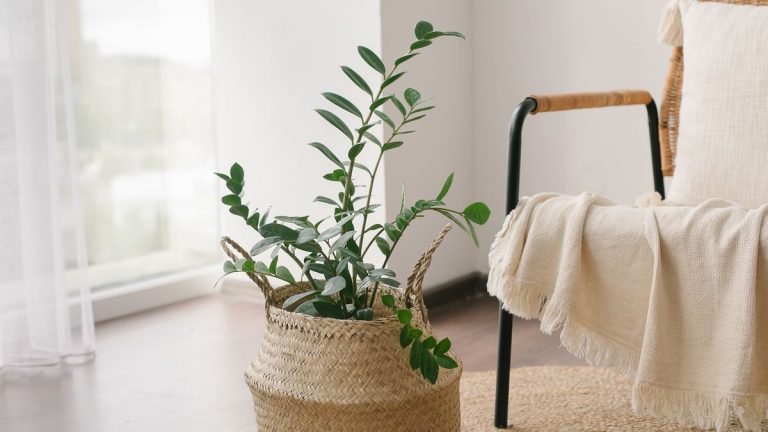 Comment rempoter une plante ZZ – 3 étapes faciles pour donner une nouvelle maison à cette plante d'intérieur rustique