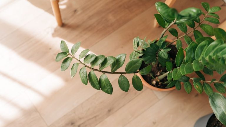 Pourquoi ma plante ZZ s'affaisse-t-elle ?  Les experts révèlent 3 causes courantes