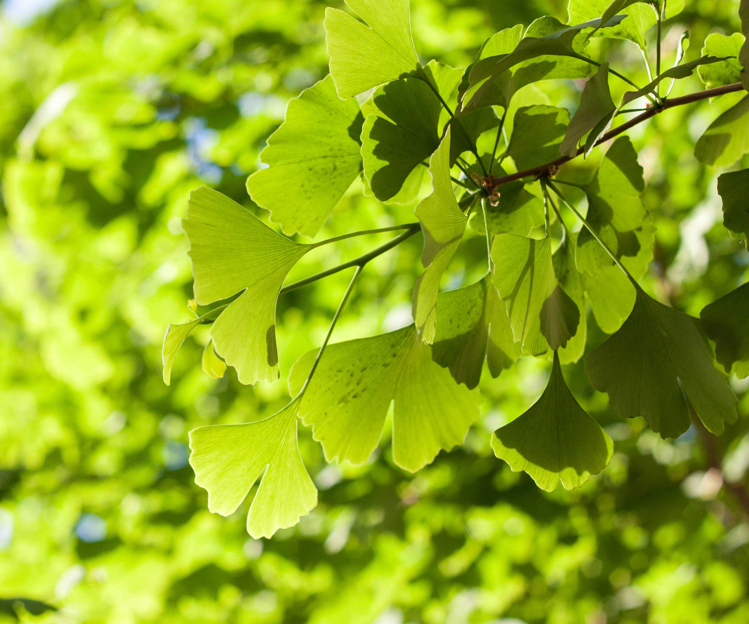 feuilles de gingko vertes