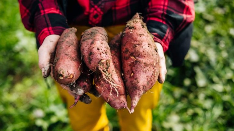 Comment faire pousser des patates douces en pot – 7 meilleurs conseils pour de superbes récoltes en pots ou en sacs