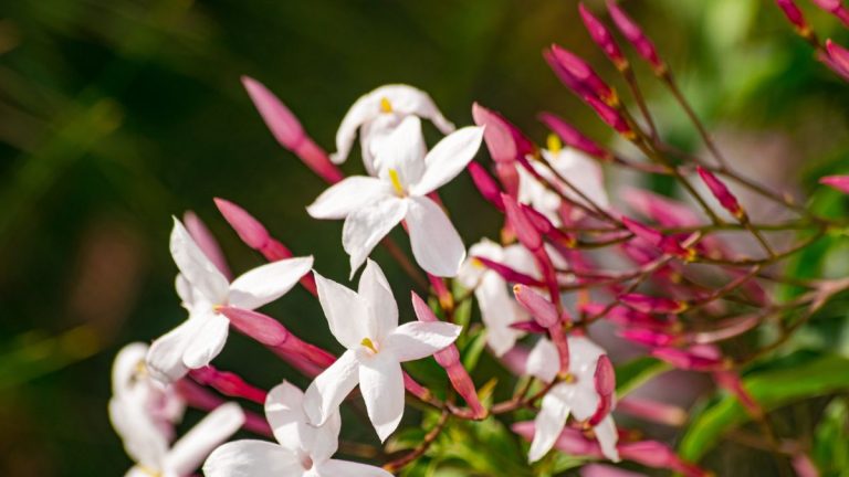 Comment faire pousser du jasmin en pot – la plante grimpante parfumée dont chaque espace a besoin