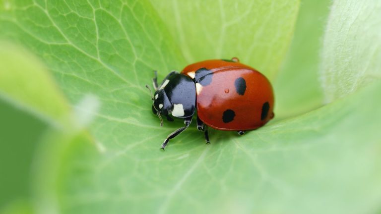 Comment attirer les coccinelles dans votre jardin – ce prédateur naturel de pucerons est plus bénéfique que vous ne le pensez