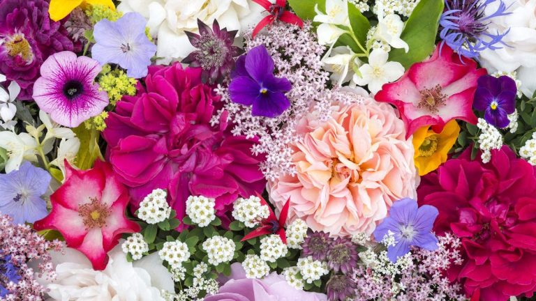 7 fleurs annuelles à semer en mai pour une coupe estivale