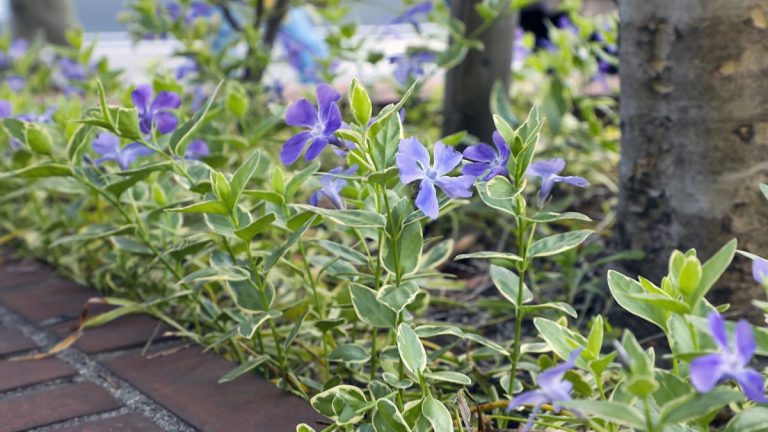 Meilleures plantes couvre-sol à feuilles persistantes – options nécessitant peu d’entretien pour un intérêt toute l’année
