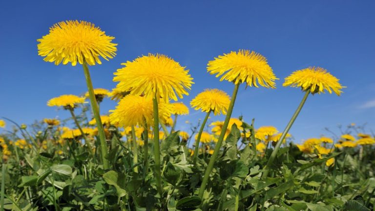 Les pissenlits sont-ils des mauvaises herbes ou des fleurs ?