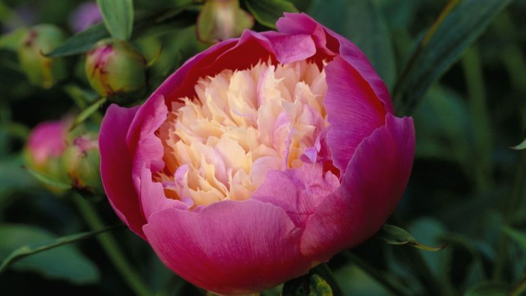Ravageurs et problèmes des pivoines – conseils d’experts pour une floraison sans problème Ravageurs et problèmes des pivoines – conseils d’experts pour une floraison sans problème