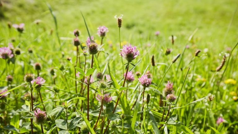 Idées No Mow May – 3 façons de rendre votre pelouse sauvage magnifique Idées No Mow May – 3 façons de rendre votre pelouse sauvage magnifique