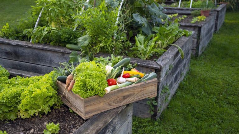 7 légumes à planter en mai, ainsi que nos méthodes de semis recommandées 7 légumes à planter en mai, ainsi que nos méthodes de semis recommandées