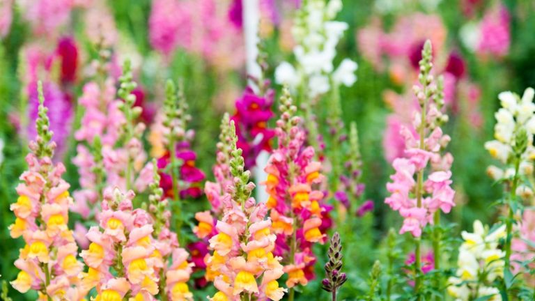 Comment prolonger la floraison des mufliers – conseils d’un jardinier professionnel Comment prolonger la floraison des mufliers – conseils d’un jardinier professionnel