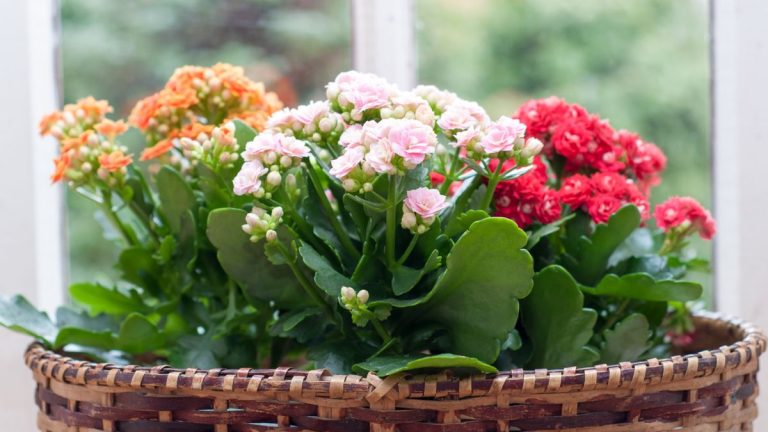 Vous n'avez pas encore de cadeau pour la fête des mères ? Découvrez les meilleures plantes d'intérieur à offrir cette année Vous n'avez pas encore de cadeau pour la fête des mères ? Découvrez les meilleures plantes d'intérieur à offrir cette année