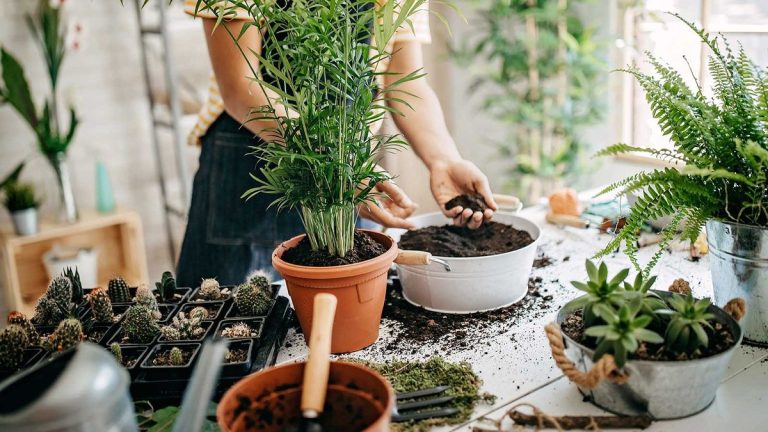 Quel est le meilleur terreau pour plantes d’intérieur ? Les experts partagent des conseils utiles Quel est le meilleur terreau pour plantes d’intérieur ? Les experts partagent des conseils utiles