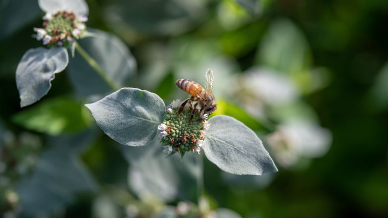 Comment se lancer dans le jardinage sauvage – des experts en aménagement paysager partagent 4 conseils clés pour un espace extérieur naturaliste