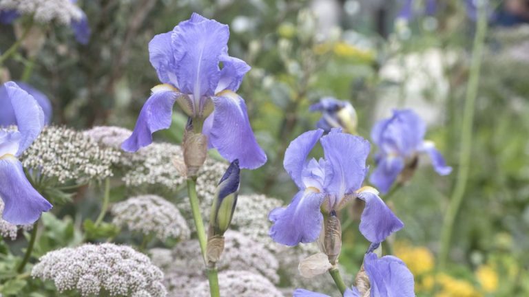 Comment faire pousser des iris barbus – pour des fleurs élégantes, artistiques et colorées
