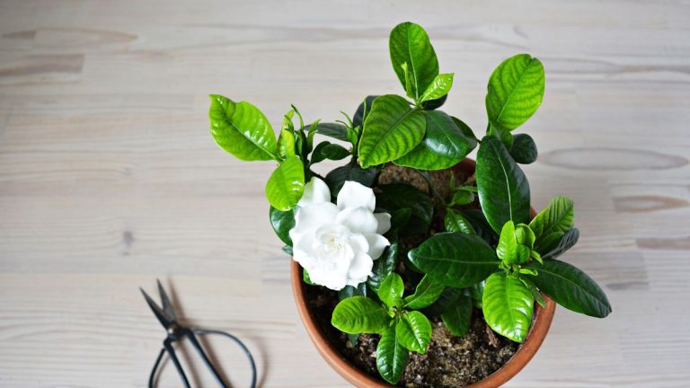 Des plantes d’intérieur pour parfumer un salon – 9 options parfumées qui pourraient vous surprendre