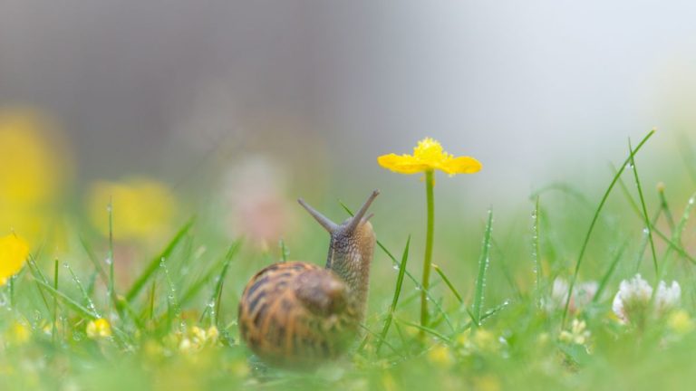 Les limaces et les escargots peuvent-ils être bons pour le jardin ?  Ce jardinier dit "il est temps de changer de marque"