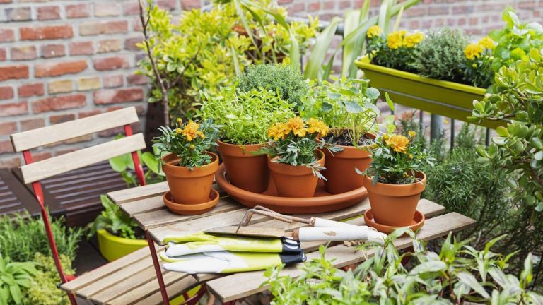 Comment faire pousser des soucis en pot – 5 étapes pour garantir la floraison des plantes en pot