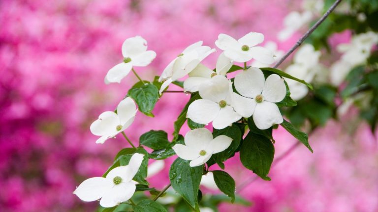 Comment et quand fertiliser les cornouillers – pour des arbres et arbustes sains