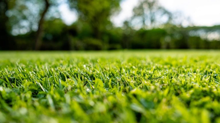 Le meilleur moment pour désherber et nourrir pour vous aider à avoir une herbe luxuriante pour l’été Le meilleur moment pour désherber et nourrir pour vous aider à avoir une herbe luxuriante pour l’été