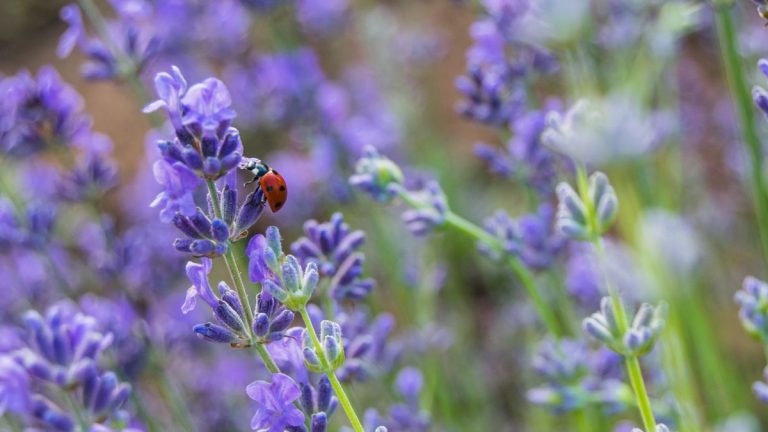 Comment lutter contre les ravageurs et les problèmes de la lavande – pour que ces plantes aromatiques continuent de prospérer Comment lutter contre les ravageurs et les problèmes de la lavande – pour que ces plantes aromatiques continuent de prospérer
