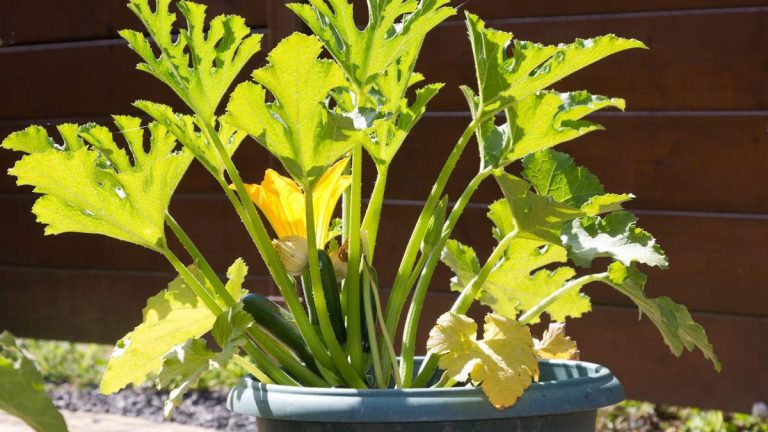 Comment faire pousser des courgettes en pot – 6 étapes expertes pour des récoltes réussies en pot Comment faire pousser des courgettes en pot – 6 étapes expertes pour des récoltes réussies en pot