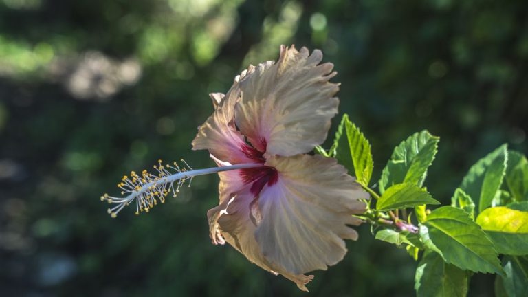 Est-il nécessaire de couper les fleurs d'hibiscus ? Des experts en jardinage partagent les secrets de la culture de l'hibiscus Est-il nécessaire de couper les fleurs d'hibiscus ? Des experts en jardinage partagent les secrets de la culture de l'hibiscus