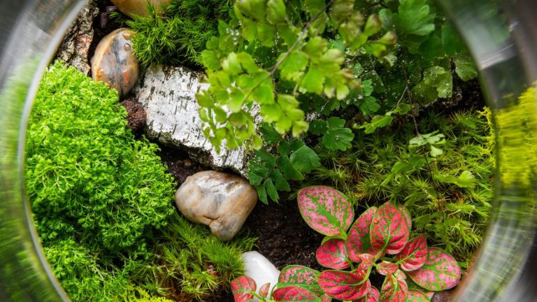 Comment faire pousser de la mousse à l’intérieur – 3 façons d’utiliser cette plante purificatrice d’air dans votre maison Comment faire pousser de la mousse à l’intérieur – 3 façons d’utiliser cette plante purificatrice d’air dans votre maison