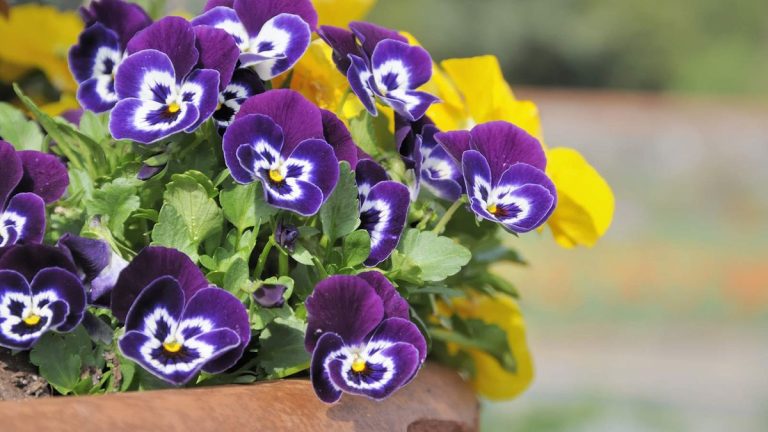 Quel est le meilleur engrais pour les fleurs en pot ? Conseils d'experts pour une meilleure présentation des plantes en conteneurs Quel est le meilleur engrais pour les fleurs en pot ? Conseils d'experts pour une meilleure présentation des plantes en conteneurs
