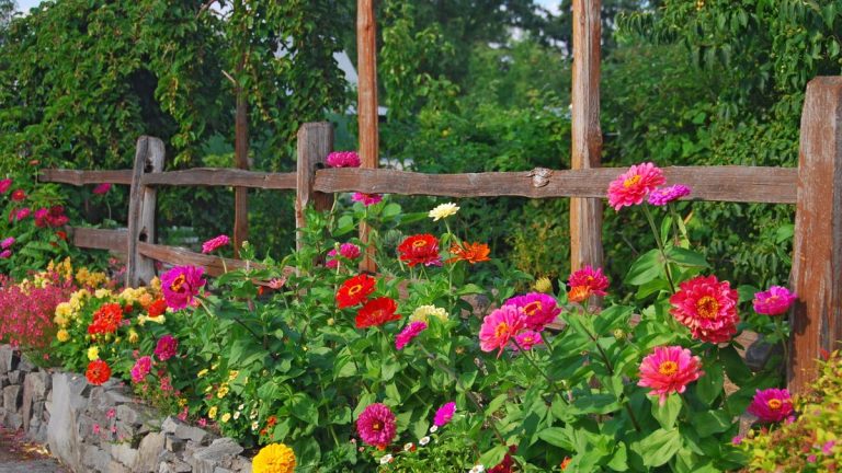 Ce sont les secrets du succès des zinnias – découvrez comment les faire fleurir jusqu’à l’automne Ce sont les secrets du succès des zinnias – découvrez comment les faire fleurir jusqu’à l’automne
