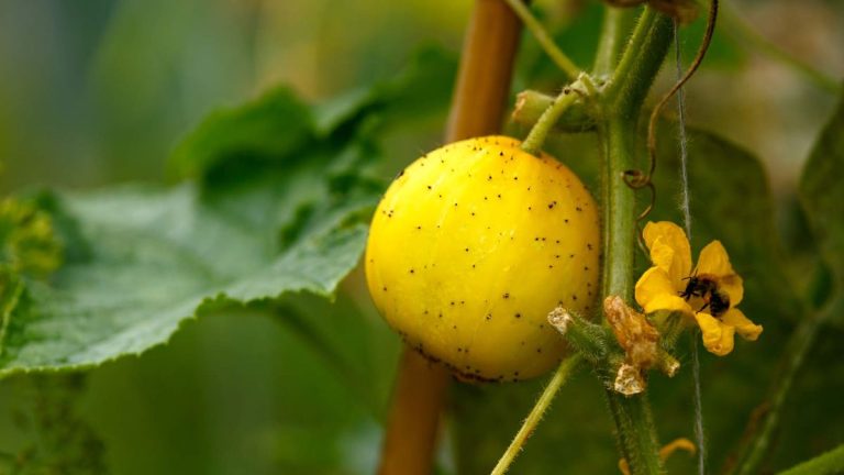 Comment faire pousser des concombres citronnés – et apporter plus de couleur à votre saladier Comment faire pousser des concombres citronnés – et apporter plus de couleur à votre saladier