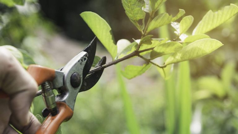 Ce qu'il ne faut pas tailler au printemps – 10 plantes à éloigner des sécateurs jusqu'à l'été Ce qu'il ne faut pas tailler au printemps – 10 plantes à éloigner des sécateurs jusqu'à l'été