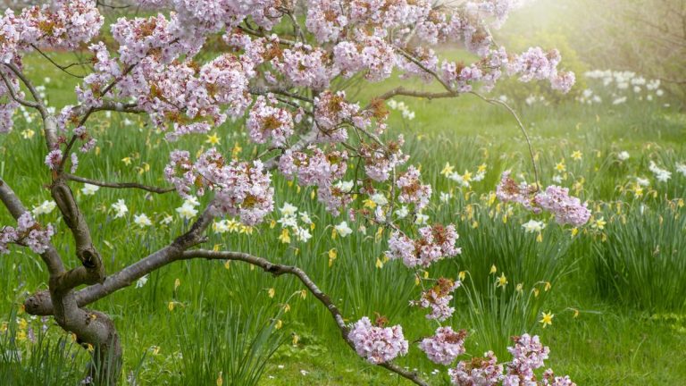 Dois-je fertiliser les arbres établis ? Des jardiniers experts révèlent la meilleure façon de prendre soin des arbres matures Dois-je fertiliser les arbres établis ? Des jardiniers experts révèlent la meilleure façon de prendre soin des arbres matures