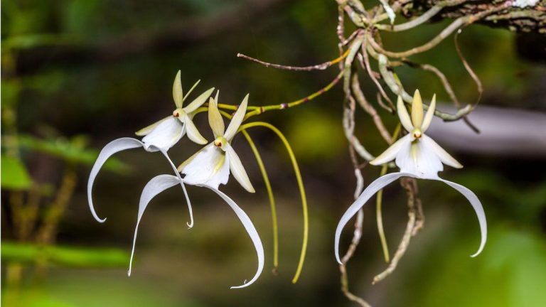 Comment faire pousser des orchidées fantômes – Les experts révèlent tout sur ces fleurs rares Comment faire pousser des orchidées fantômes – Les experts révèlent tout sur ces fleurs rares
