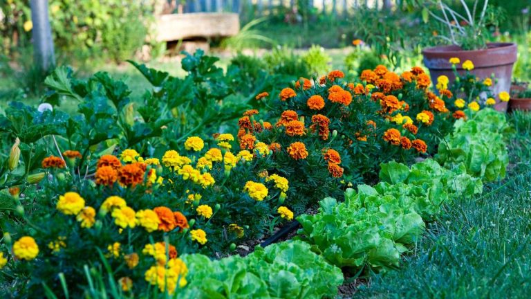 Je suis un jardinier professionnel et c'est ma plante préférée pour lutter naturellement contre les parasites et attirer les pollinisateurs. Je suis un jardinier professionnel et c'est ma plante préférée pour lutter naturellement contre les parasites et attirer les pollinisateurs.