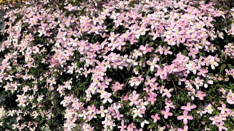 Comment faire revivre les plantes ligneuses de clématites – les experts révèlent comment sauver les plantes grimpantes anciennes et en désordre qui ont besoin d'être revitalisées Comment faire revivre les plantes ligneuses de clématites – les experts révèlent comment sauver les plantes grimpantes anciennes et en désordre qui ont besoin d'être revitalisées
