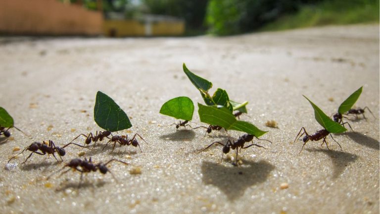 Comment se débarrasser des fourmis à l’extérieur sans tuer les plantes – les experts partagent 5 moyens de dissuasion naturels Comment se débarrasser des fourmis à l’extérieur sans tuer les plantes – les experts partagent 5 moyens de dissuasion naturels