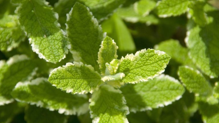 Ce sont les variétés de menthe les plus inhabituelles et rafraîchissantes à cultiver cette année – pour des herbes savoureuses et aromatiques. Ce sont les variétés de menthe les plus inhabituelles et rafraîchissantes à cultiver cette année – pour des herbes savoureuses et aromatiques.