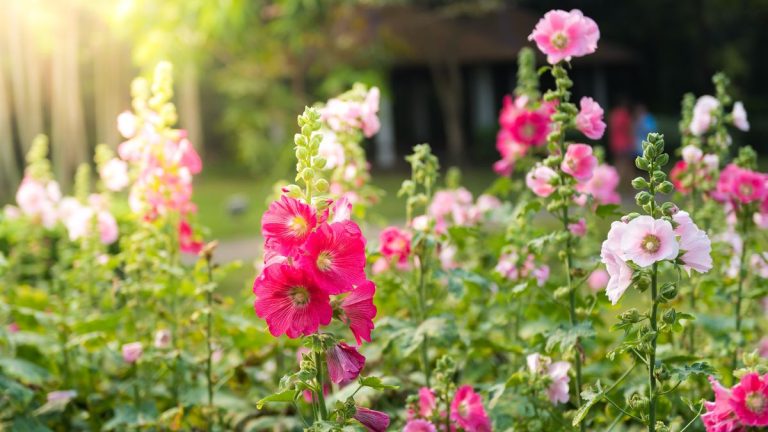 Que faire des roses trémières après la floraison – les experts partagent 2 façons de profiter plus longtemps de ces fleurs spectaculaires Que faire des roses trémières après la floraison – les experts partagent 2 façons de profiter plus longtemps de ces fleurs spectaculaires