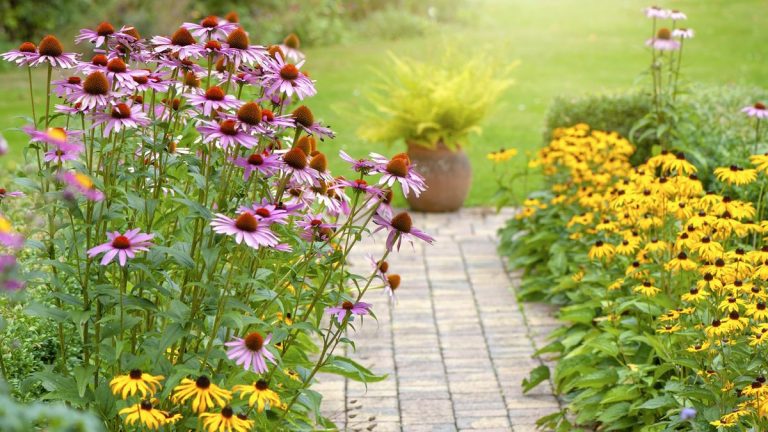 Meilleures fleurs à planter si vous louez – 10 fleurs pour un jardinage flexible Meilleures fleurs à planter si vous louez – 10 fleurs pour un jardinage flexible