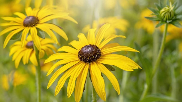 Comment faire pousser Susan aux yeux noirs – pour des mois de fleurs éblouissantes à apprécier